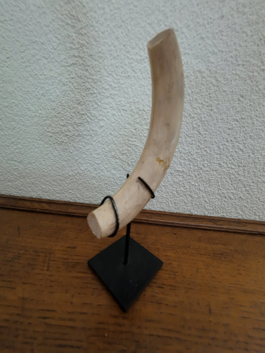 Horn on tripod