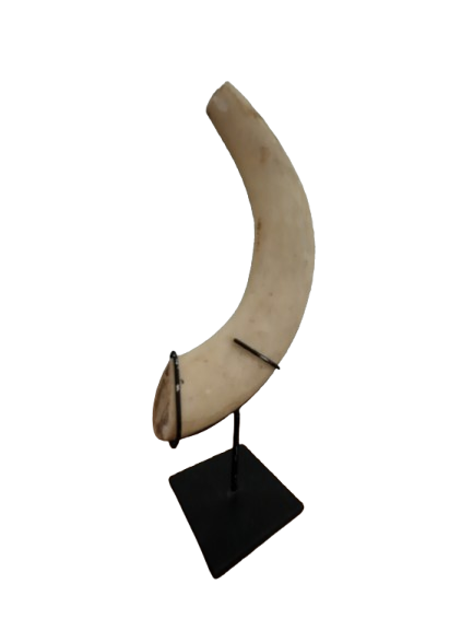 Horn on tripod